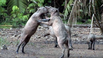 FAO, IUCN SSC and OIE warn of African swine fever’s impact on wildlife conservation